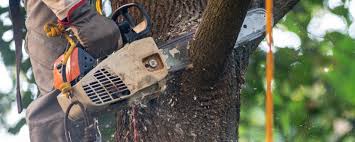 Best Tree Mulching  in South Elgin, IL