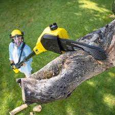 Best Tree Disease Treatment  in South Elgin, IL