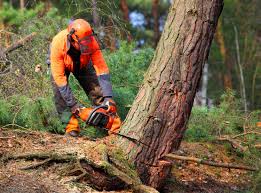 Best Organic Lawn Care Solutions  in South Elgin, IL