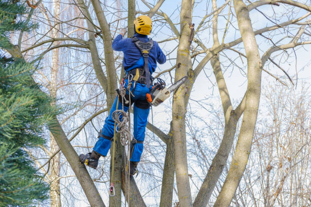 Best Aeration Services  in South Elgin, IL