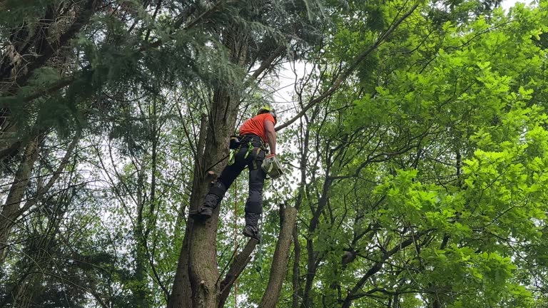 Best Arborist Consultation Services  in South Elgin, IL