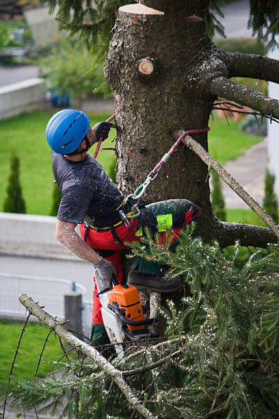 Best Hazardous Tree Removal  in South Elgin, IL