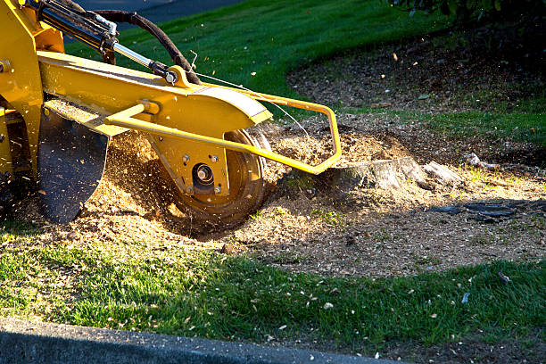 South Elgin, IL Tree Services Pros