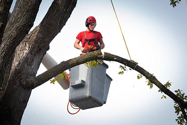 Best Fruit Tree Pruning  in South Elgin, IL
