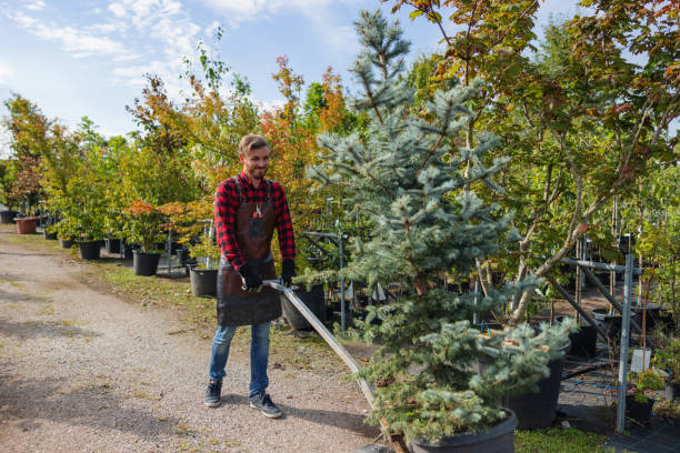 Best Tree Maintenance Programs  in South Elgin, IL
