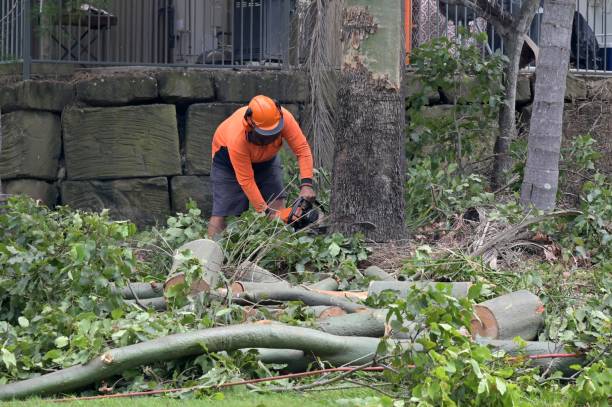 Best Emergency Tree Removal  in South Elgin, IL